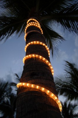 Ein warm leuchtender Lichtschlauch rankt sich spiralförmig an einer Palme hoch.