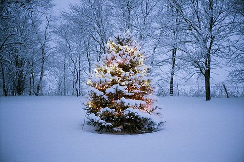 In einem verschneiten Garten steht ein Tannenbaum mit viel Schnee auf den Zweigen, der von einer Lichterkette erleuchtet wird.