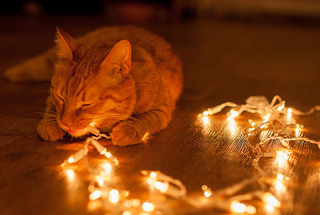 Eine Katze liegt auf dem Boden und spielt mit einer leuchtenden Lichterkette.