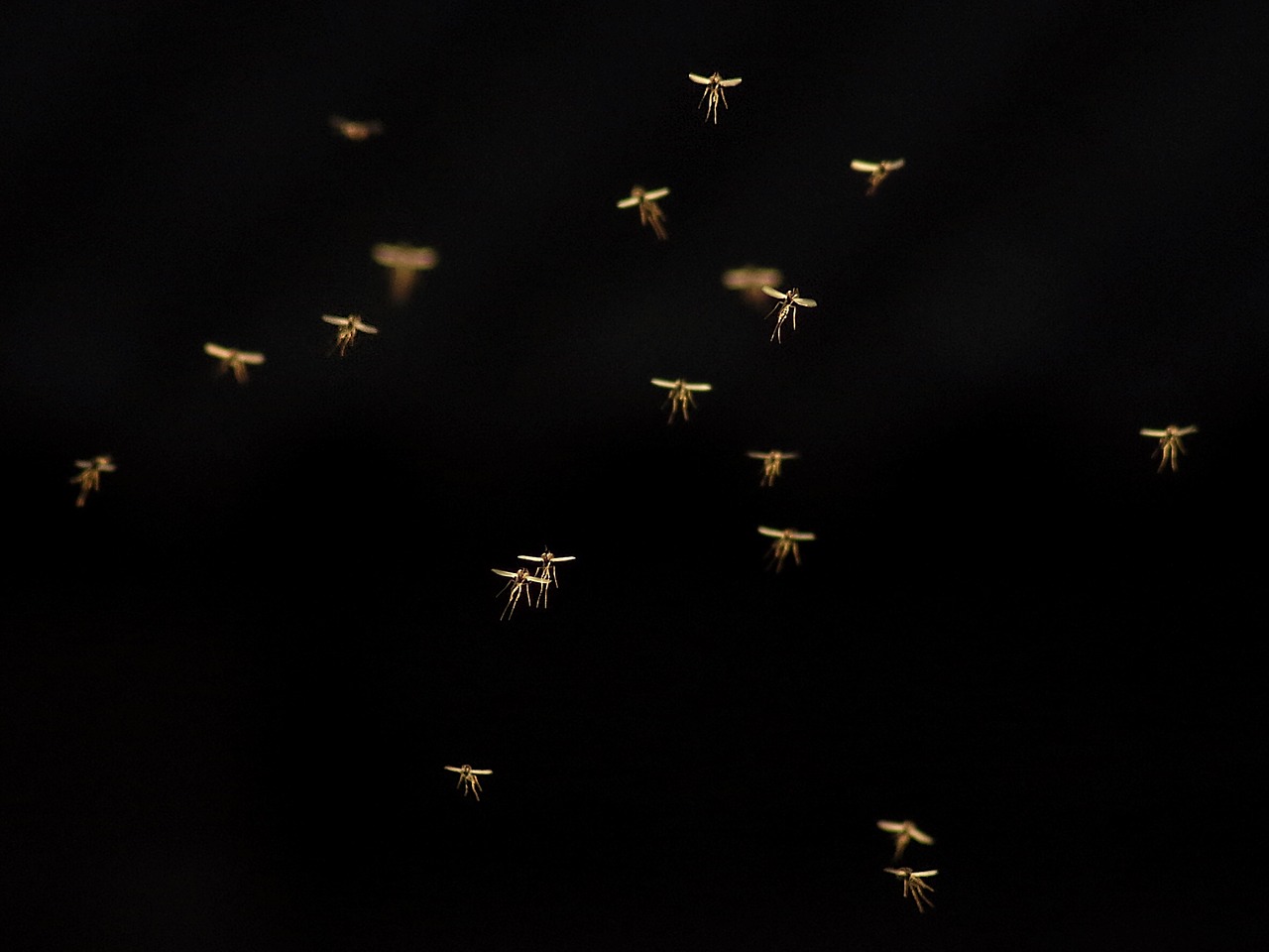 Ein Schwarm Mücken fliegt durch die Nacht.