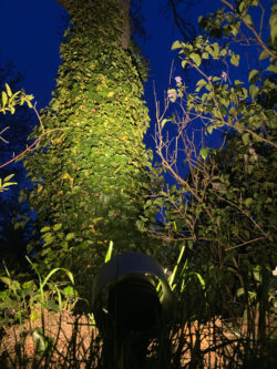 Ein mit Efeu bewachsener Baumstamm wird mit einem Spot in Szene gesetzt