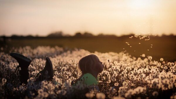 Ein Kind liegt bei Sonnenuntergang in einem Blumenfeld und pustet Pusteblümchen