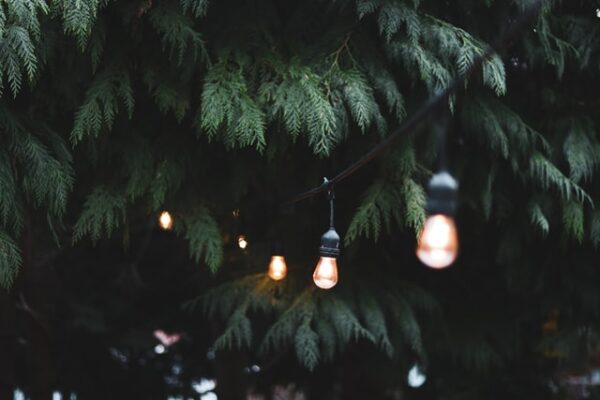 Eine Lichterkette hängt in einem Tannenbaum