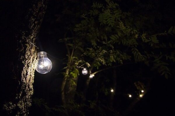Einzelne Glühlampen erhellen Baumstämme